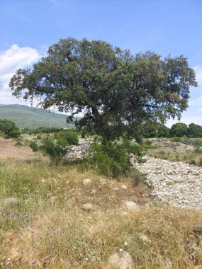 İspanya 'nın güneyinde ilkbaharda ağaçlar