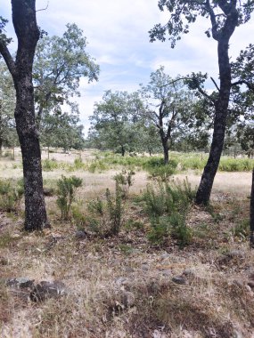 İspanya 'nın güneyinde ilkbaharda ağaçlar