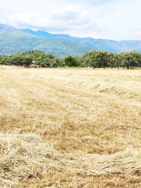 İspanya 'nın güneyinde ilkbaharda ağaçlar