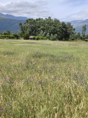 İspanya 'nın güneyinde ilkbaharda ağaçlar