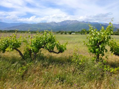 İspanya 'nın güneyinde ilkbaharda ağaçlar