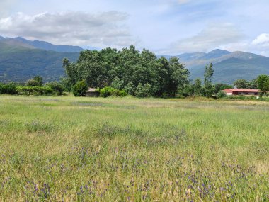 İspanya 'nın güneyinde ilkbaharda ağaçlar