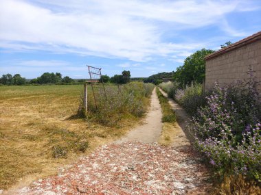 İspanya 'nın güneyinde ilkbaharda ağaçlar