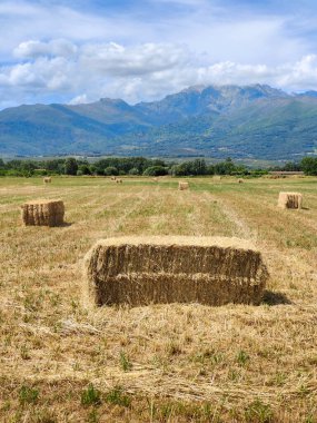 İspanya 'nın güneyinde ilkbaharda ağaçlar