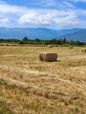 İspanya 'nın güneyinde ilkbaharda ağaçlar