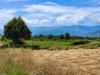 İspanya 'nın güneyinde ilkbaharda ağaçlar