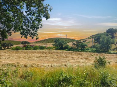 İspanya 'nın güneyinde günbatımında ağaçlar doğada