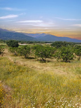 İspanya 'nın güneyinde günbatımında ağaçlar doğada