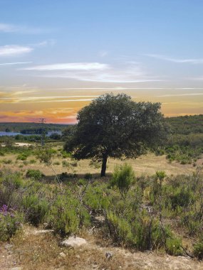 İspanya 'nın güneyinde günbatımında ağaçlar doğada