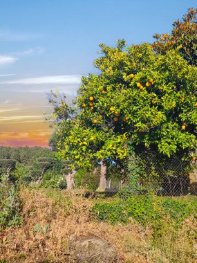 İspanya 'nın güneyinde günbatımında ağaçlar doğada