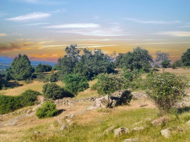 İspanya 'nın güneyinde günbatımında ağaçlar doğada