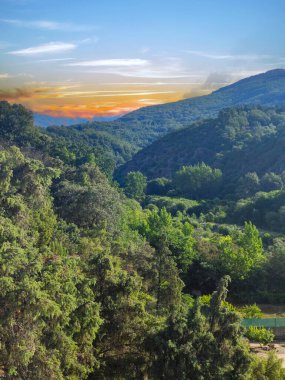 İspanya 'nın güneyinde günbatımında ağaçlar doğada