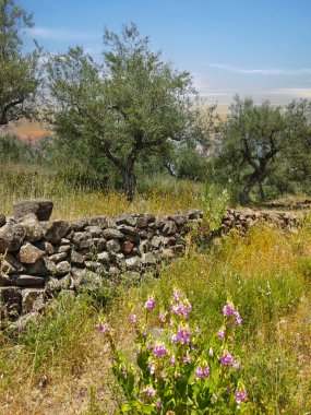 İspanya 'nın güneyinde günbatımında ağaçlar doğada