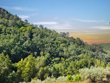 İspanya 'nın güneyinde günbatımında ağaçlar doğada