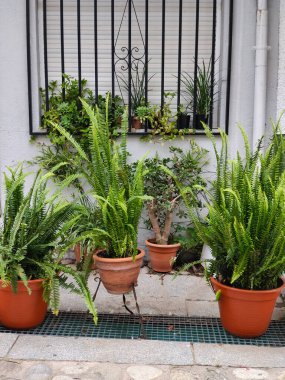 İspanya 'nın güneyindeki cephe evinin penceresinde çiçekler var.