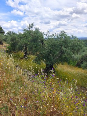 İspanya 'nın merkezinde bulutlu bir günde zeytin ağaçları