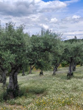 İspanya 'nın merkezinde bulutlu bir günde zeytin ağaçları