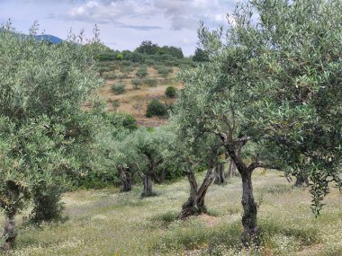 İspanya 'nın merkezinde bulutlu bir günde zeytin ağaçları