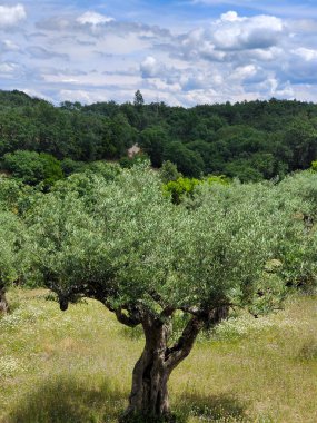 İspanya 'nın merkezinde bulutlu bir günde zeytin ağaçları