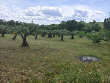 İspanya 'nın merkezinde bulutlu bir günde zeytin ağaçları