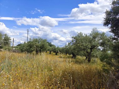 İspanya 'nın merkezinde bulutlu bir günde zeytin ağaçları