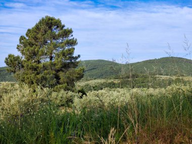 Güneşli bir günde İspanya 'nın merkezinde ağaçları olan çayırlar.