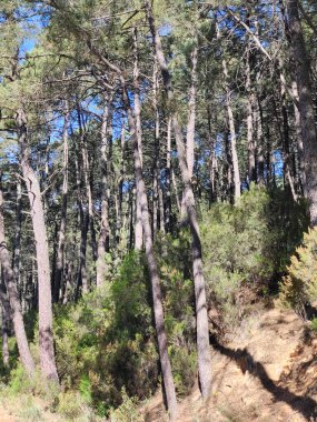 Güneşli bir günde İspanya 'nın merkezinde ağaçları olan çayırlar.