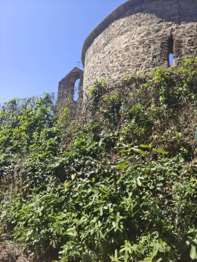 Güneşli bir günde vadideki ağaçlar