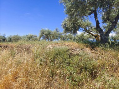 İspanya 'nın merkezinde bulutlu bir günde zeytin ağaçları