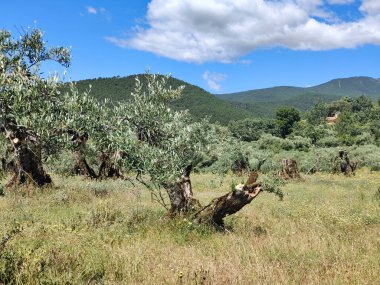 İspanya 'nın merkezinde bulutlu bir günde zeytin ağaçları