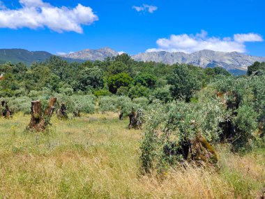 İspanya 'nın merkezinde bulutlu bir günde zeytin ağaçları