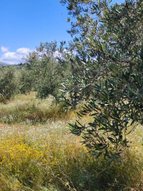 İspanya 'nın merkezinde bulutlu bir günde zeytin ağaçları