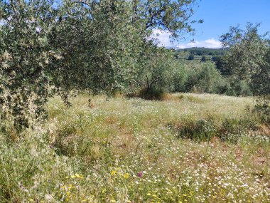 İspanya 'nın merkezinde bulutlu bir günde zeytin ağaçları