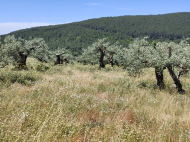 İspanya 'nın merkezinde bulutlu bir günde zeytin ağaçları