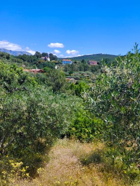 İspanya 'nın merkezinde bulutlu bir günde zeytin ağaçları