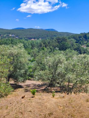 İspanya 'nın merkezinde bulutlu bir günde zeytin ağaçları