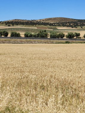 Güneşli bir günde vadideki çayırlar