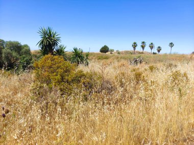 Güneşli bir günde vadideki çayırlar