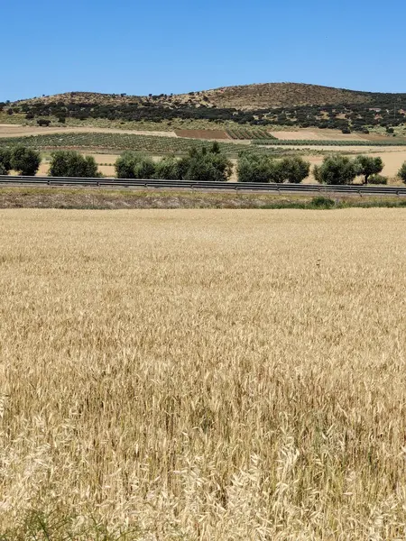 Güneşli bir günde vadideki çayırlar