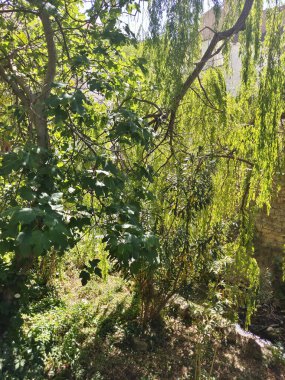 İlkbahar günü Cazorla dağlarında doğa ile çevrili bir nehir.