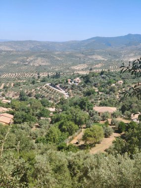 İspanya 'nın güneyinde yaz mevsiminde zeytin ağaçları