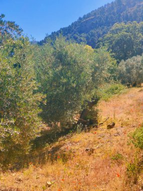 İspanya 'nın güneyinde yaz mevsiminde zeytin ağaçları