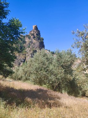 İspanya 'nın güneyinde yaz mevsiminde zeytin ağaçları