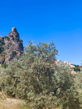 İspanya 'nın güneyinde yaz mevsiminde zeytin ağaçları