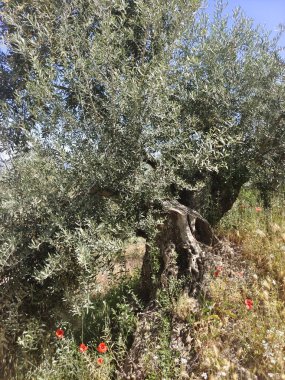 İspanya 'nın güneyinde yaz mevsiminde zeytin ağaçları