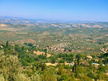 İspanya 'nın güneyinde yaz mevsiminde zeytin ağaçları
