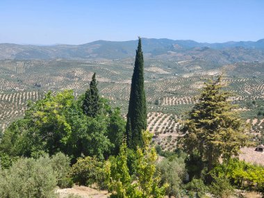 İspanya 'nın güneyinde yaz mevsiminde zeytin ağaçları