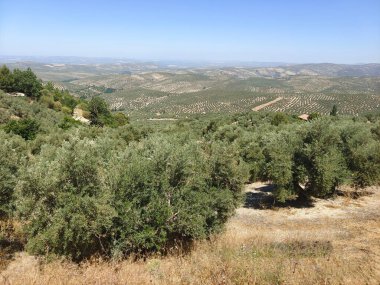 İspanya 'nın güneyinde yaz mevsiminde zeytin ağaçları