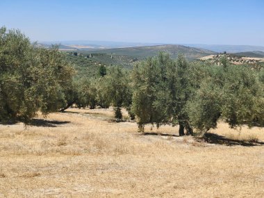 İspanya 'nın güneyinde yaz mevsiminde zeytin ağaçları