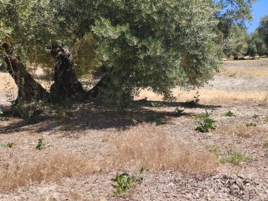 İspanya 'nın güneyinde yaz mevsiminde zeytin ağaçları